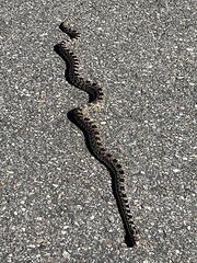 Pituophis catenifer deserticola