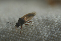 Cymus melanocephalus