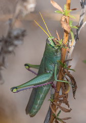 Schistocerca shoshone