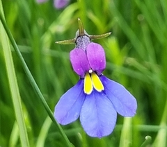 Monopsis decipiens