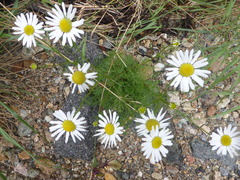 Tripleurospermum maritimum