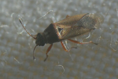 Cymus melanocephalus