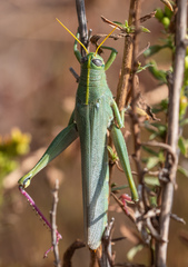 Schistocerca shoshone
