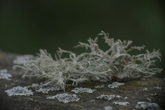Ramalina