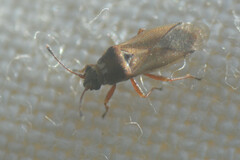 Cymus melanocephalus