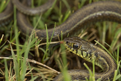 Thamnophis eques