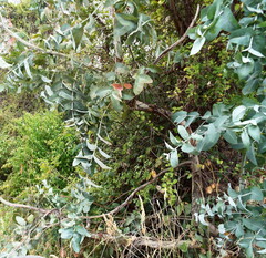 Eucalyptus globulus