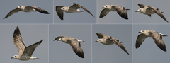 Larus armenicus