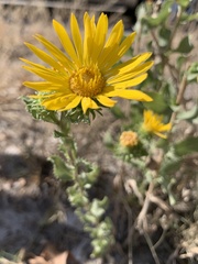 Grindelia ciliata