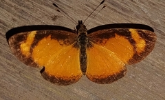 Tegosa