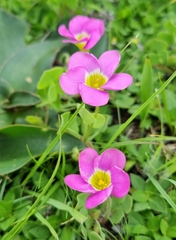 Oxalis obliquifolia