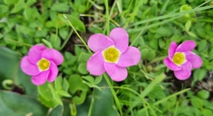 Oxalis obliquifolia