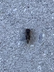 Pachypsylla celtidisvesicula