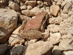 Ptychadena anchietae