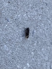 Pachypsylla celtidisvesicula