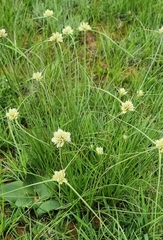 Cyperus niveus leucocephalus
