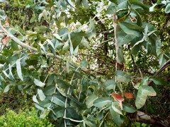 Eucalyptus globulus