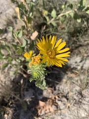 Grindelia ciliata