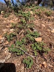 Symphoricarpos mollis
