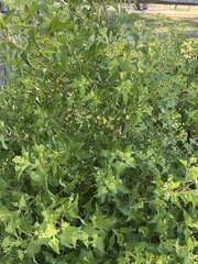 Ageratina havanensis