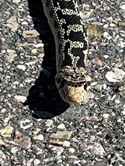Pituophis catenifer deserticola