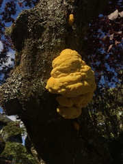 Laetiporus conifericola