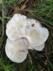 Clitocybaceae