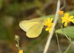 Colias skinneri