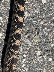 Pituophis catenifer deserticola