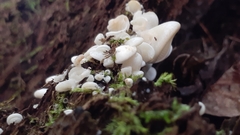 Pleurocybella porrigens