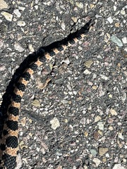 Pituophis catenifer deserticola