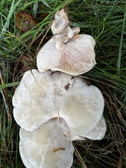 Clitocybaceae