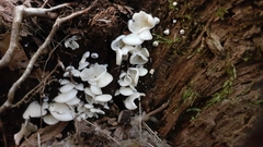 Pleurocybella porrigens