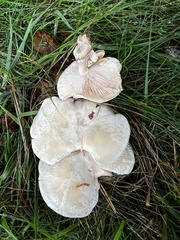 Clitocybaceae