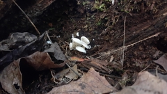 Pleurocybella porrigens