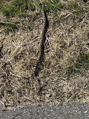 Pituophis catenifer deserticola
