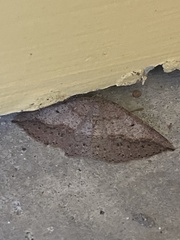 Taxeotis perlinearia