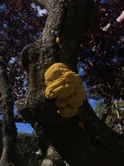 Laetiporus conifericola