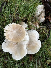 Clitocybaceae
