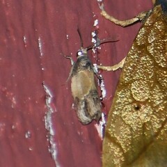 Eumarozia malachitana