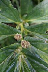 Elatostema edule