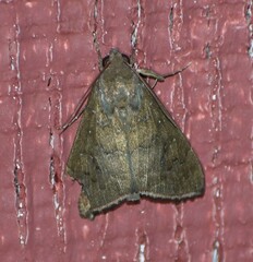 Anomis illita