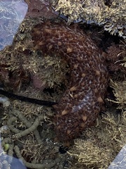 Australostichopus mollis