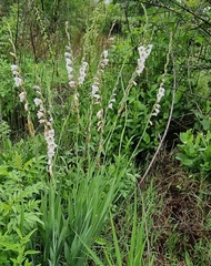 Gladiolus crassifolius