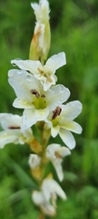 Gladiolus crassifolius