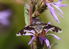 Exoprosopa dorcadion