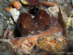 Octopus americanus
