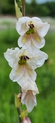 Gladiolus crassifolius