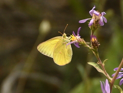 Colias skinneri