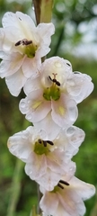 Gladiolus crassifolius